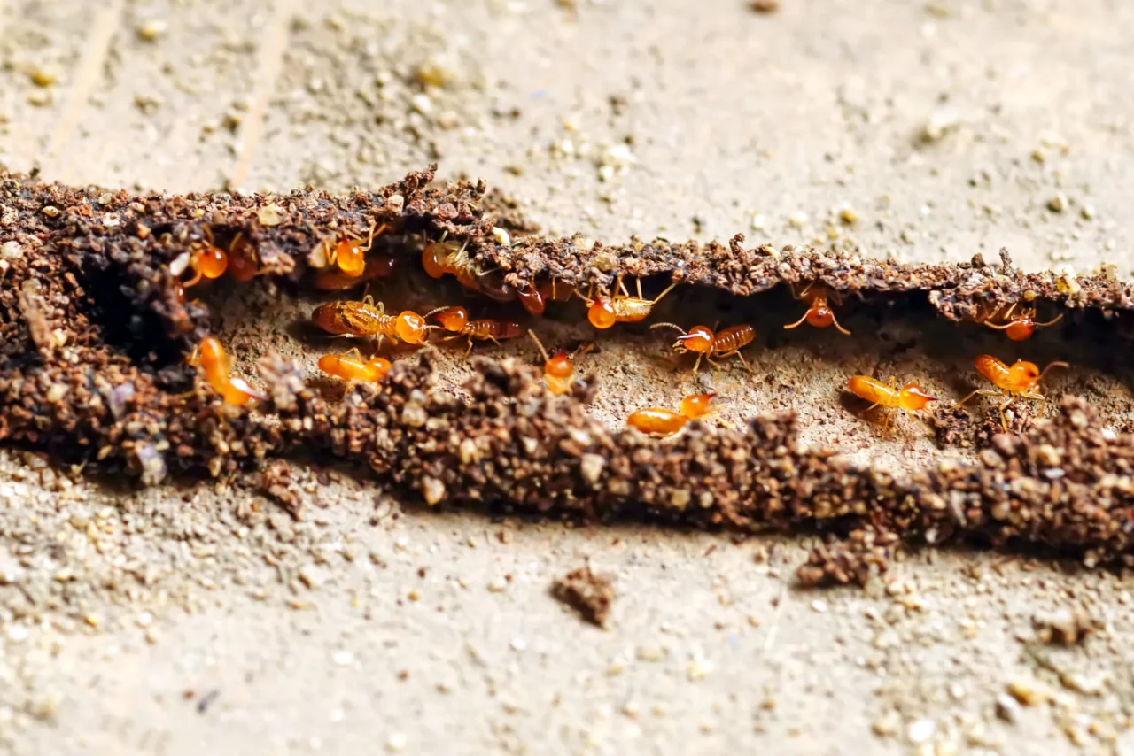 How Hidden Termite Damage Can Turn Your Dream Home Into a Money Pit